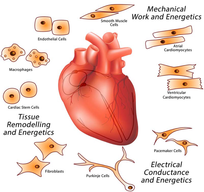 The heart is a complex organ composed of various types of cells that work together to maintain its function.