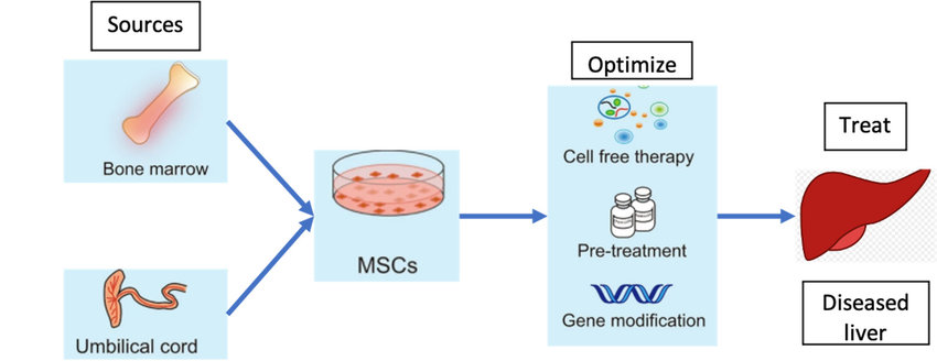 The immunoregulatory functions of mesenchymal stem cell (MSCs) hold promise for treating liver diseases such as fulminant hepatic failure and end-stage liver diseases.