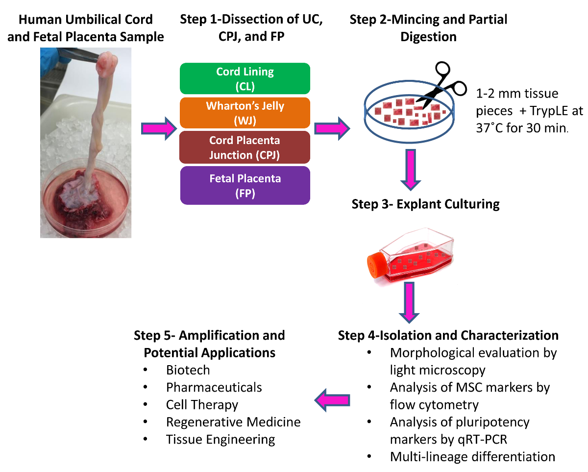 The isolation of Mesenchymal Stem Cells (MSCs)  remains a significant challenge due to the absence of universally accepted markers.