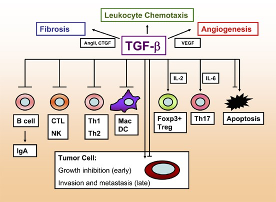 Transforming growth factor-beta (TGF-β) is a multifunctional cytokine that plays a significant role in various biological processes.