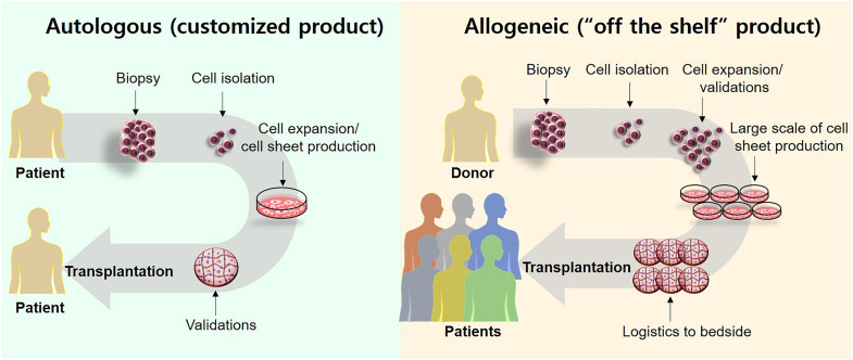 What is the difference between autologous and allogeneic stem cells? 