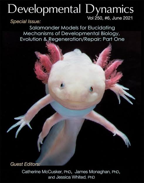 By unraveling the mysteries of salamander lung regeneration, scientists aim to glean insights into the fundamental mechanisms of tissue repair and apply this knowledge to develop innovative therapies of Cellular Therapy and Stem Cells for Lung Diseases in human. 