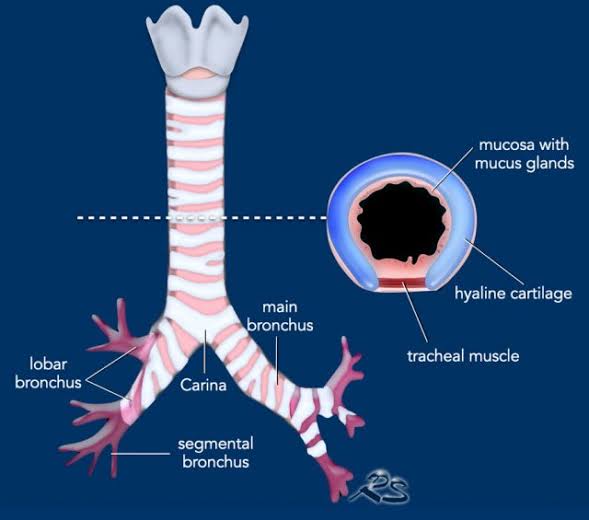 Direct delivery of Cellular Therapy and Stem Cell into the airways via intratracheal or intrabronchial administration can target specific areas of the lungs more precisely. 