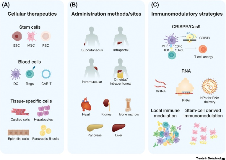 Major diseased organ therapies: There are many ongoing research and clinical trials testing Cellular Therapy and Stem Cell treatments for brain, heart, lungs, kidneys, liver, intestines, pancreas, thyroid gland, ENT, autoimmune, musculoskeletal conditions like spinal cord injury, Parkinson's disease, type 1 diabetes, and coronary artery disease (CAD). 