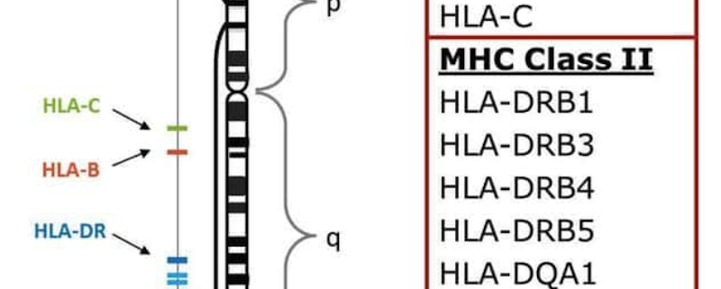 Human Leukocyte Antigen (HLA) matching is a critical component in stem cell therapy, particularly for hematopoietic stem cell transplantation (HSCT). 