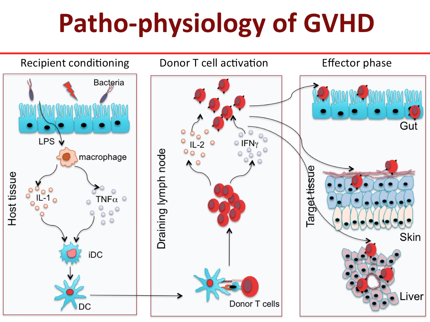 Reduces Graft-versus-Host Disease (GVHD): This is a condition where the transplanted stem cells (the graft) attack the recipient's body. Close HLA matching minimizes this risk by ensuring that the donor and recipient's immune systems are more compatible.