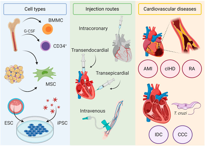 The potential applications of cellular therapy and stem cells for heart diseases include Promotion of angiogenesis and vasculogenesis.