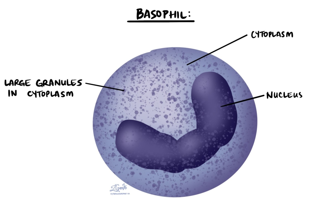 Basophil (Baso) is a type of white blood cell (WBC) and is one of the least common types of granulocytes in the bloodstream. They play a crucial role in the immune response, particularly in allergic reactions and parasitic infections.