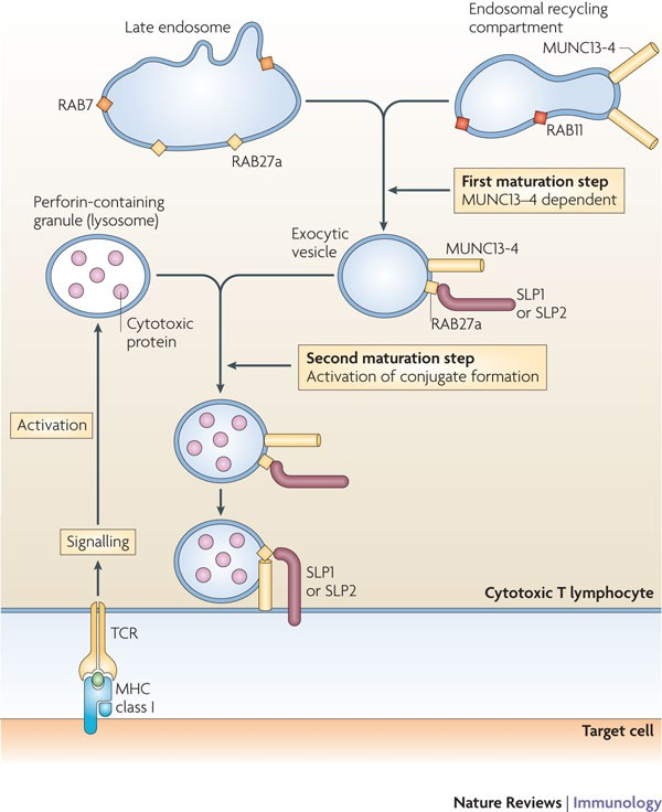 Cytotoxic proteins are molecules that can induce cell death or damage to target cells, particularly in the context of immune responses against infected or malignant cells. 