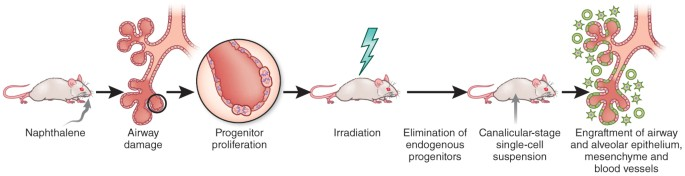 Engraftment (E) refers to the process by which transplanted cells, tissues, or organs establish themselves and begin to function in a new environment. 