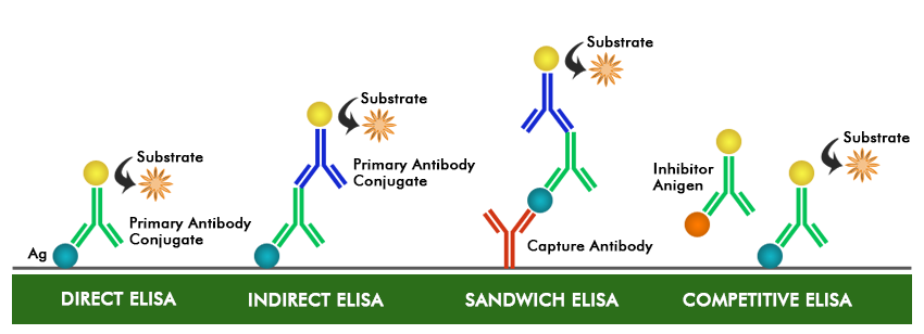 The Enzyme-Linked Immunosorbent Assay (ELISA) is a widely used laboratory technique designed to detect and quantify specific proteins, antibodies, or antigens in a sample, typically blood.