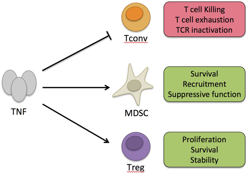 Tumor necrosis factors (TNFs) are a group of cytokines that play a crucial role in inflammation, immune regulation, and cell signaling. The most well-studied member of this family is Tumor Necrosis Factor-alpha (TNF-α), which is primarily produced by activated macrophages, T lymphocytes, and natural killer (NK) cells.