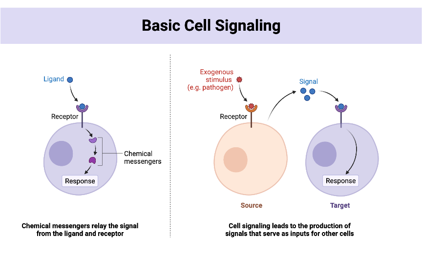 Cell signaling is a complex process through which cells communicate with each other to regulate various physiological functions.