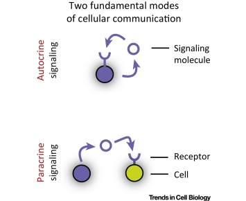 Autocrine signaling is a form of cell communication where a cell secretes signaling molecules (ligands) that bind to receptors on its own surface, leading to changes in its behavior or function. 