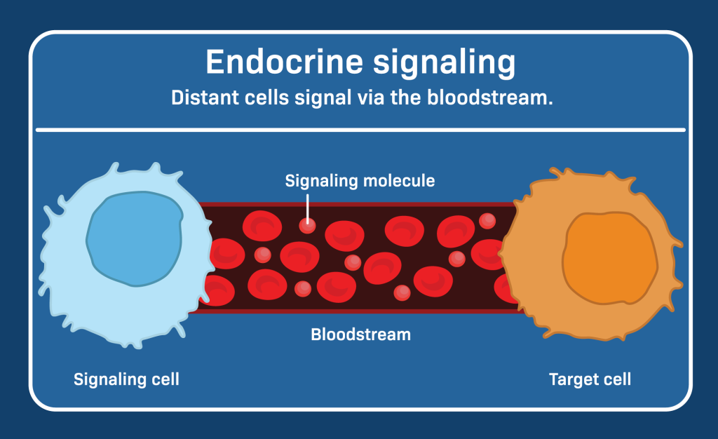 Endocrine signaling is a form of cell communication in which hormones are secreted by endocrine glands into the bloodstream, allowing them to travel long distances to reach target cells in various organs. 