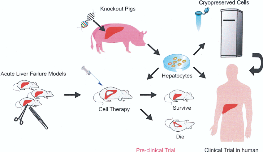 The term xenogeneic refers to biological material that is derived from a different species. In genetics and transplantation, it describes cells, tissues, or organs that are genetically and immunologically incompatible with the recipient organism.