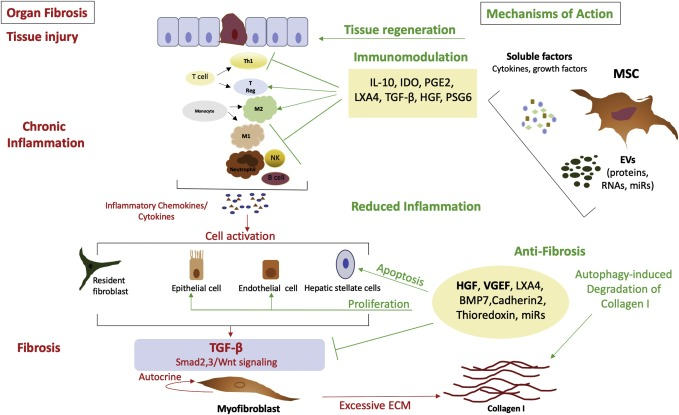 Anti-fibrotic agents are medications designed to inhibit or reverse the process of fibrosis, which is characterized by the excessive accumulation of fibrous connective tissue in organs.