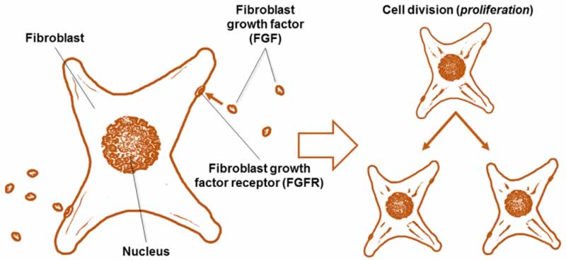 Fibroblast growth factors (FGFs) are a large family of polypeptides that play essential roles in various biological processes, including embryonic development, tissue repair, and regulation of cell growth and differentiation. 