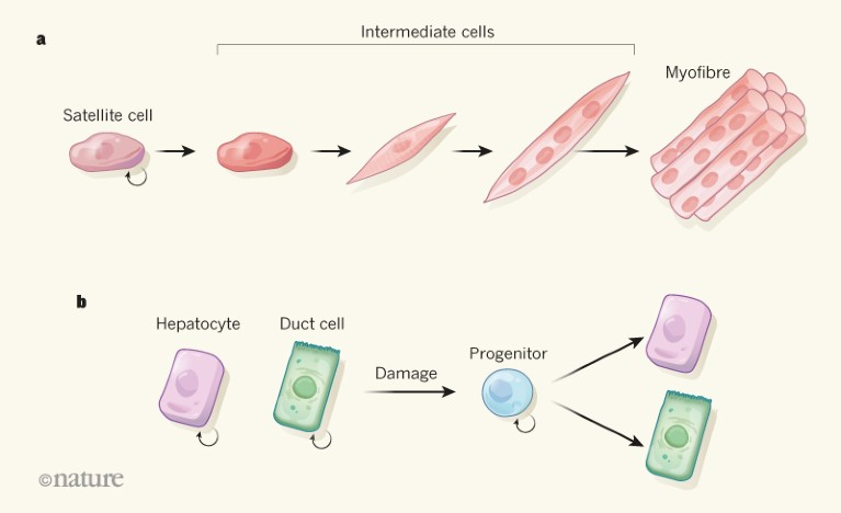 Adult stem cells, also known as somatic stem cells, are undifferentiated cells found throughout the body that have the ability to self-renew and differentiate into specialized cell types.