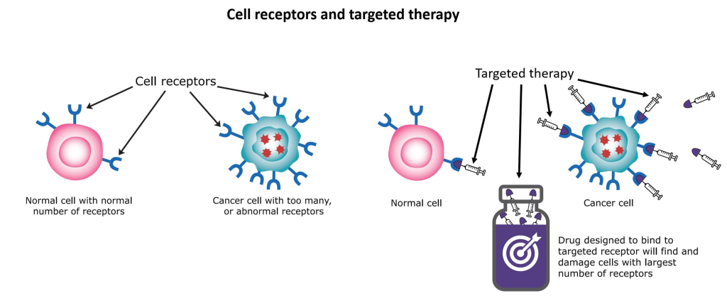 Targeted therapies represent a revolutionary approach in cancer treatment, focusing on specific molecular targets associated with cancer cells. 