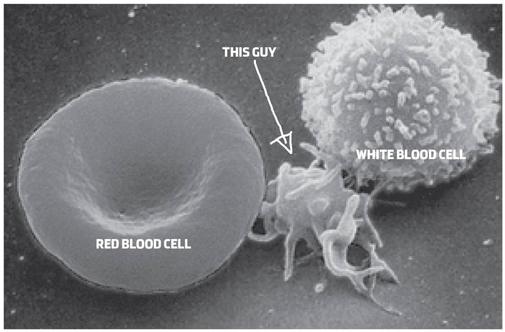 Platelets (PLT), also known as thrombocytes, are small, disc-shaped cell fragments in the blood that play a crucial role in hemostasis