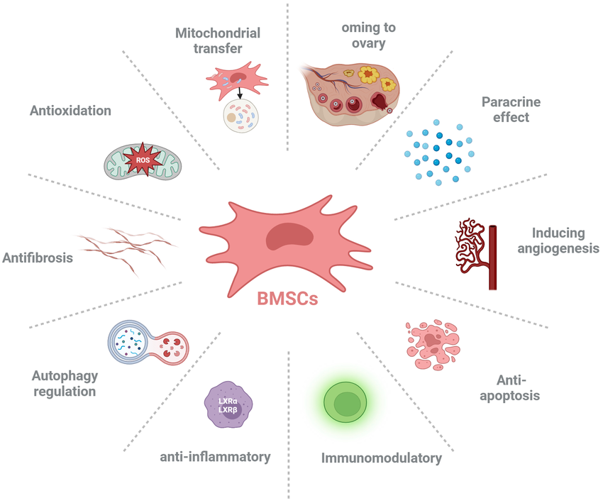 Bone marrow-derived stem cells (BMSCs), also known as bone marrow mesenchymal stem cells (BM-MSCs), are multipotent stem cells found in the bone marrow.