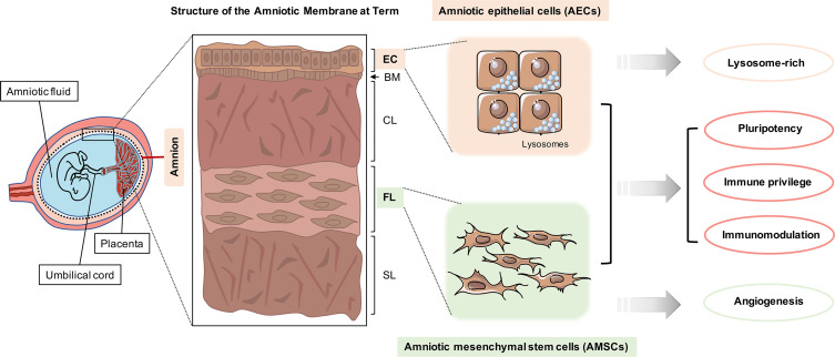 Amniotic membrane stem cells (AMSCs) are a type of stem cell derived from the amniotic membrane, a tissue that surrounds and protects the developing fetus during pregnancy.