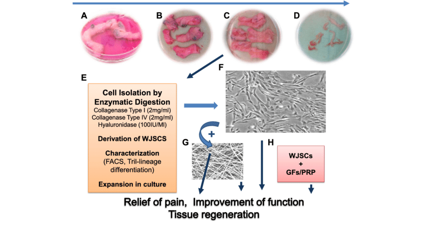 Wharton’s jelly stem cells (WJSCs) are mesenchymal stem cells derived from the Wharton’s jelly, a gelatinous substance found in the umbilical cord.