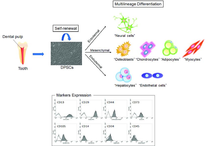 Dental pulp stem cells (DPSCs) are a type of mesenchymal stem cell found within the dental pulp, the innermost soft tissue of teeth. 