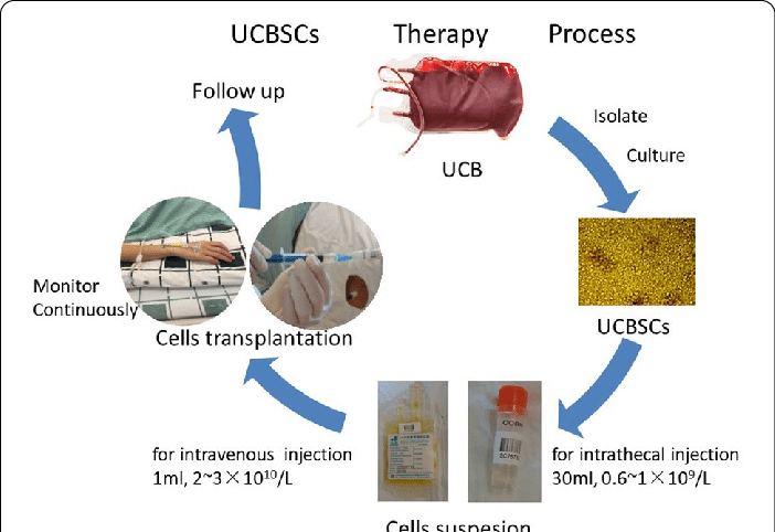 Umbilical cord blood stem cells (UCBSCs) are hematopoietic stem cells harvested from the blood of the umbilical cord and placenta after childbirth. 