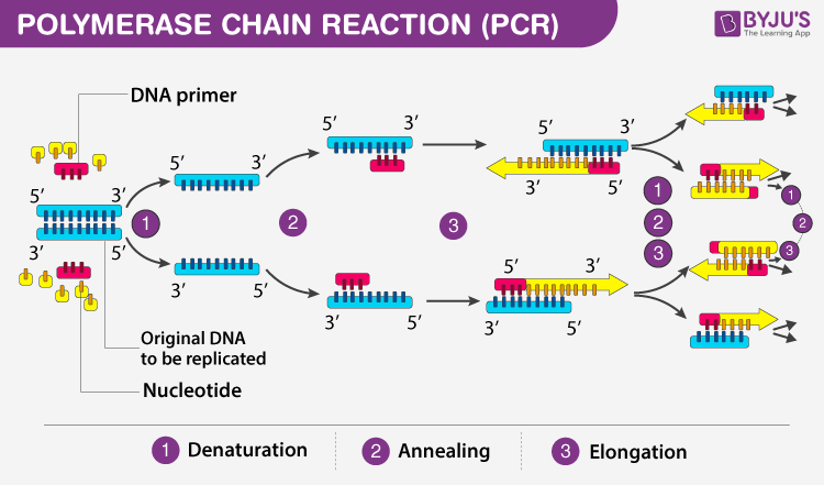 Polymerase Chain Reaction (PCR) is a laboratory technique used to amplify specific segments of DNA, producing millions to billions of copies from a small initial sample.