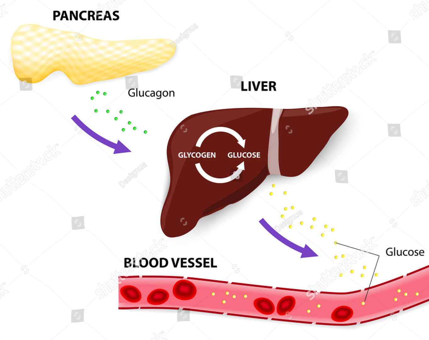 Glucagon is a peptide hormone produced by the alpha cells of the pancreas. It plays a crucial role in glucose metabolism