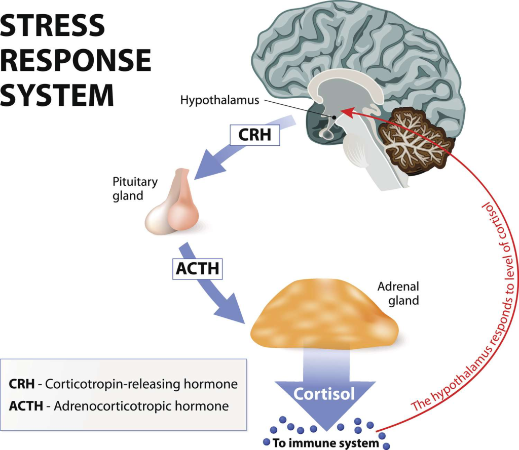 Cortisol is a steroid hormone produced by the adrenal glands, specifically in the zona fasciculata of the adrenal cortex.