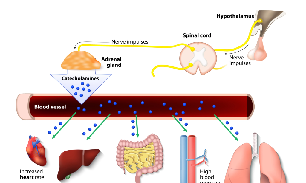 Catecholamines are a group of hormones produced by the adrenal glands, primarily in response to stress.