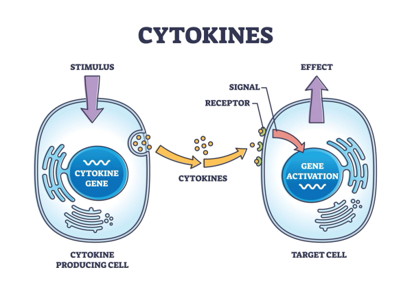 Cytokines are a diverse group of small proteins, typically ranging from 5 to 25 kDa, that are secreted by various cells in the immune system and play crucial roles in cell signaling. 