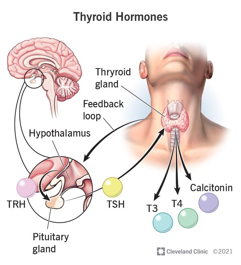 Thyroid hormones are hormones produced by the thyroid gland, primarily thyroxine (T4) and triiodothyronine (T3).