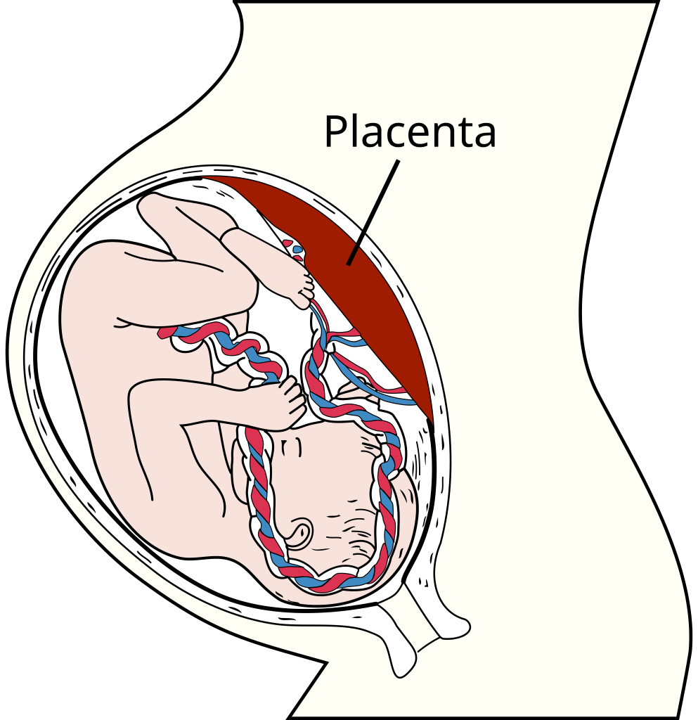 The placenta is a temporary organ that develops in the uterus during pregnancy. It serves as the interface between the mother and the developing fetus