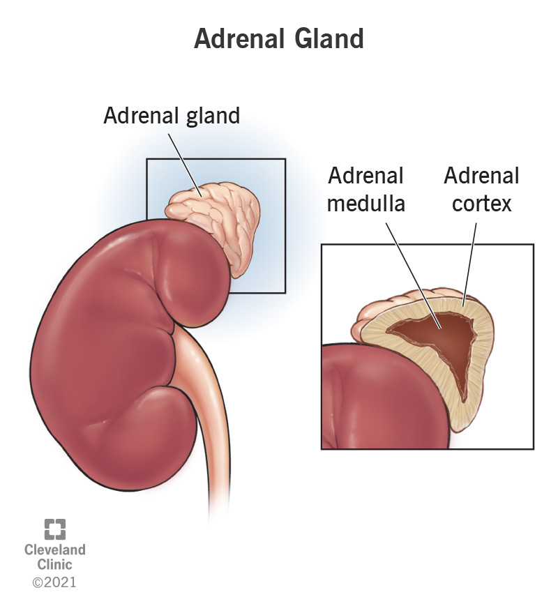 The adrenal glands are small, triangular-shaped glands located on top of each kidney. They are responsible for producing a variety of hormones that regulate metabolism