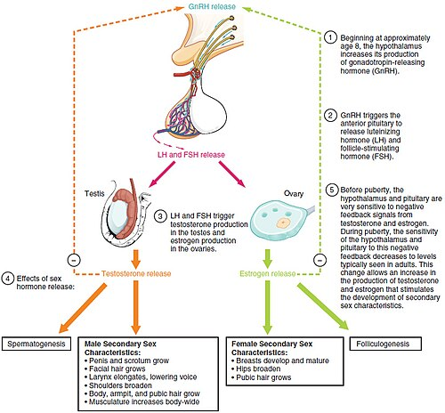 Luteinizing hormone (LH) is a gonadotropin produced and secreted by the anterior pituitary gland. It plays a crucial role in regulating reproductive functions in both males and females.