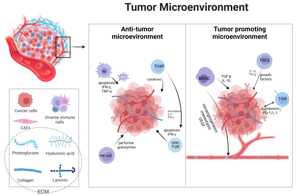 The tumor microenvironment (TME) refers to the complex and dynamic environment surrounding a tumor, which includes not only the tumor cells themselves but also various non-cancerous cells