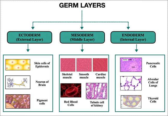 The mesoderm is the middle layer of the three primary germ layers formed during embryonic development.