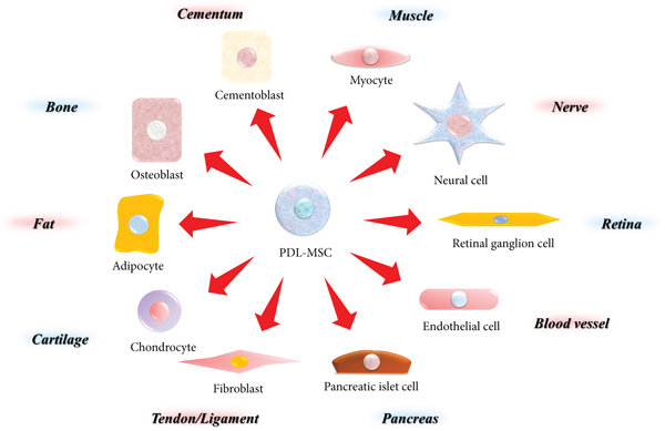 Multi-potency refers to the ability of certain stem cells to differentiate into a limited range of cell types, typically within a specific lineage. 