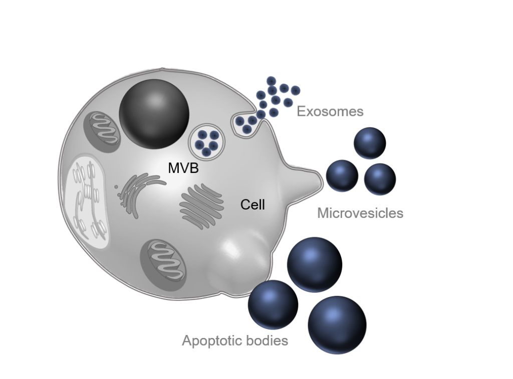 Exosomes are small extracellular vesicles ranging from 30 to 150 nanometers in diameter, released from cells through the fusion of multivesicular bodies (MVBs) with the plasma membrane. 