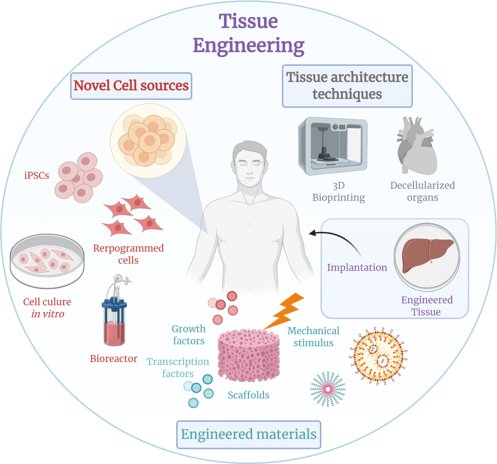 Tissue engineering is a multidisciplinary field that combines principles from biology, engineering, and materials science to develop biological substitutes that can restore, maintain, or improve the function of damaged or diseased tissues and organs.