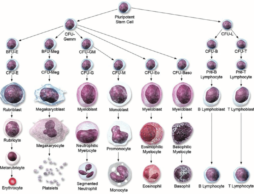 Cell lineage refers to the developmental history of a cell, tracing its origins from a single progenitor cell through various stages of division, differentiation, and migration to its final form. 