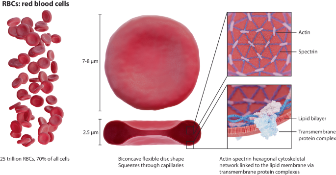 Red blood cells (RBCs), also known as erythrocytes, are essential components of the blood responsible for transporting oxygen from the lungs to body tissues and returning carbon dioxide from the tissues back to the lungs for exhalation.