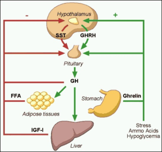 Growth hormone (GH), also known as somatotropin or human growth hormone (hGH), is a peptide hormone produced by the anterior lobe of the pituitary gland.