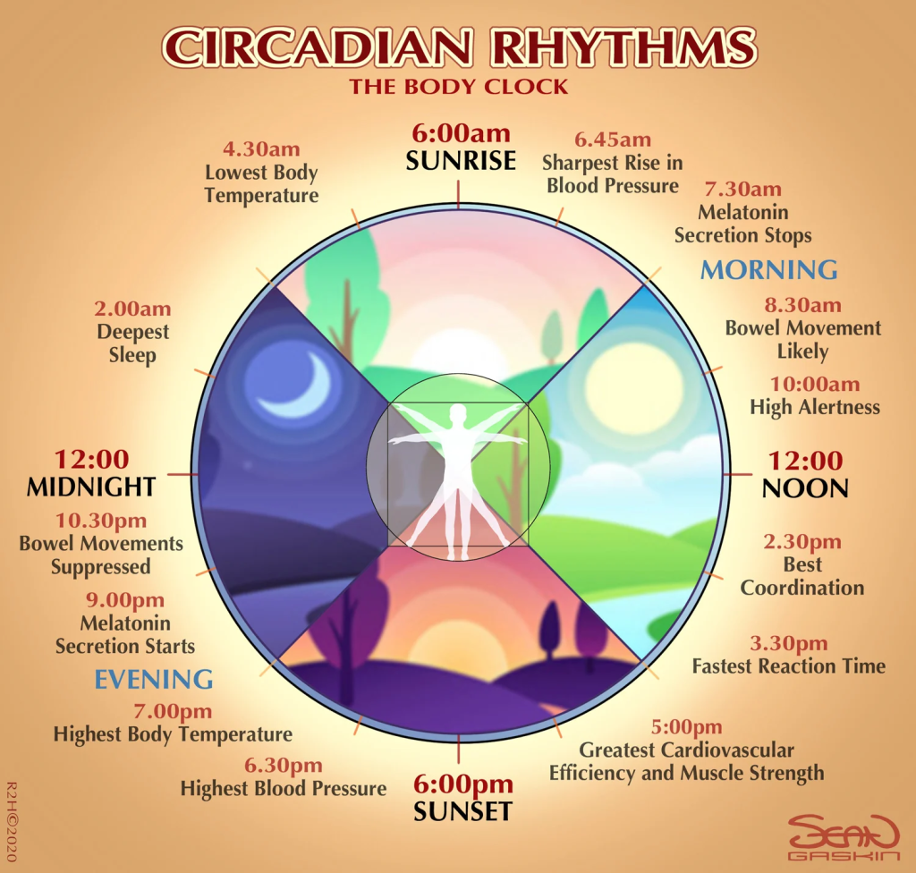 A circadian rhythm, or circadian cycle, is a natural oscillation that repeats approximately every 24 hours. These rhythms are biological processes that originate within an organism and respond to environmental cues