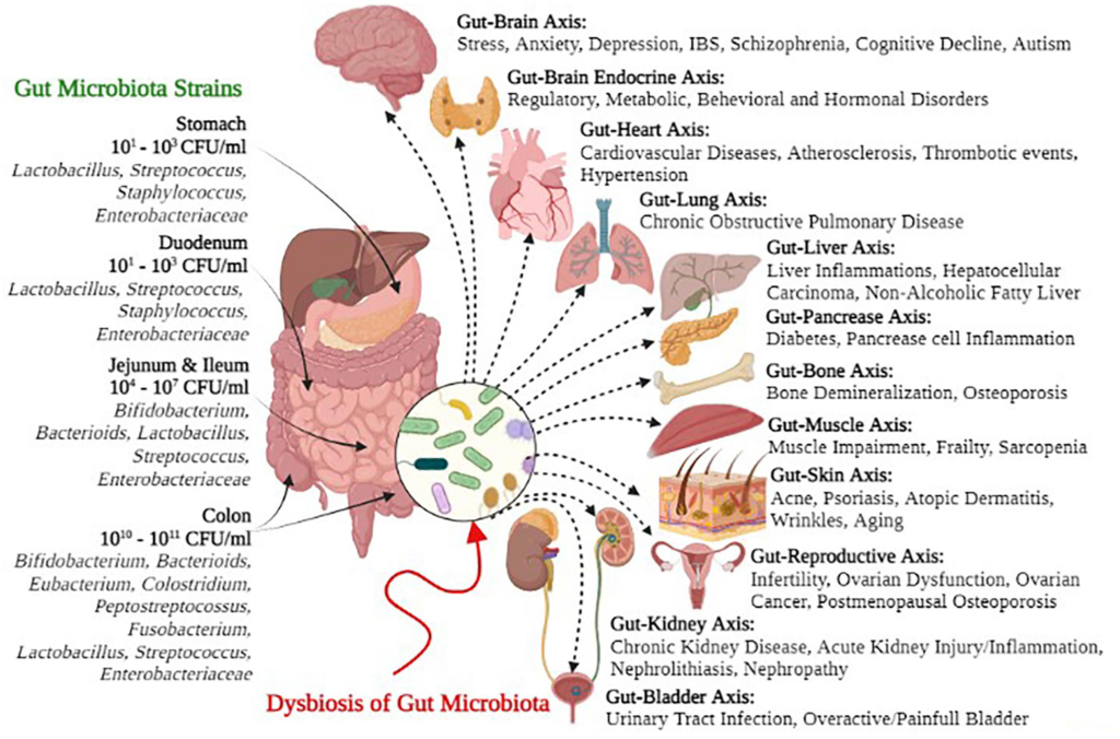 Gut microbiota, also known as gut microbiome or gut flora, refers to the diverse community of microorganisms—including bacteria, archaea, fungi, and viruses—that inhabit the digestive tracts of animals.