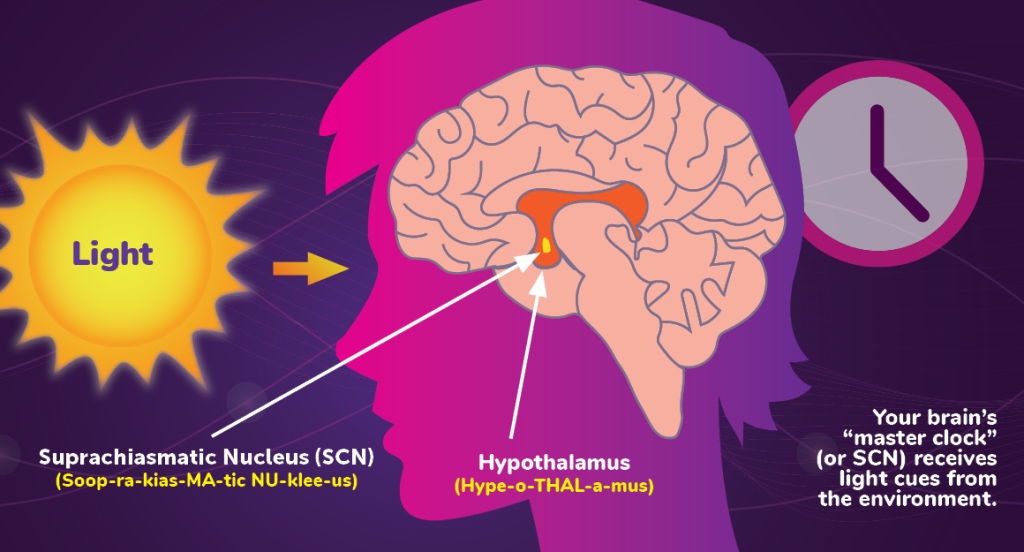 The suprachiasmatic nucleus (SCN) in the hypothalamus serves as the master clock that coordinates circadian rhythms throughout the body.